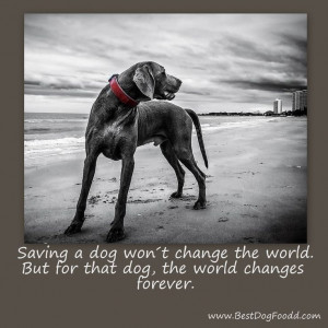 dog won´t change the world, but ... 4 more pawsitive #dog #quotes ...