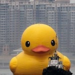Florentijn Hofman: Rubber Duck in Hong Kong’s Victoria Harbour
