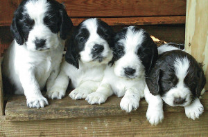 Gun Dog Puppies