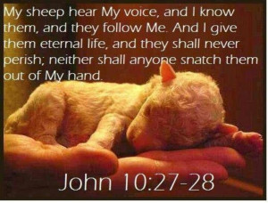 my sheep know my voice. what a lovely picture depicting this verse ...