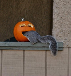 Funny photos funny Halloween pumpkin squirrel