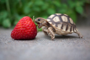 baby turtle eats strawberry om nom nom cute eating fruit turtles