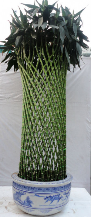 View Product Details: Lucky Bamboo (Dracena)