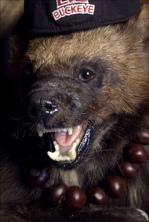 Wolverine Animal Among the animal trophies is a