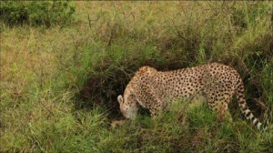 Licking, Shaking, Cheetah, Tanzania, New Content 2014 38, Cleansing ...