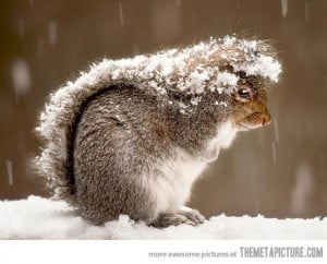 Funny photos funny squirrel tail snow storm