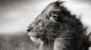 Wallpapers Black And White Lion Laptop Mane Muzzle Wind Field 1366x768
