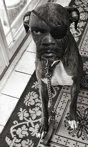 So, I Photoshopped Samuel L. Jackson’s face onto Samuel Barkson’s ...