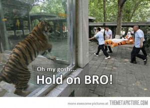 Funny photos funny Tiger Tony zoo