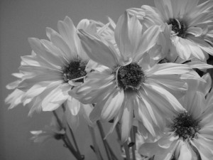 Tumblr Flowers Black And White Black and white flowers by