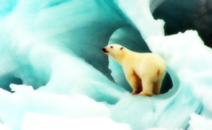 Polar-Bears.jpg