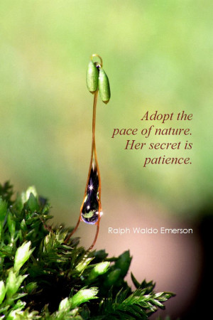 ... the pace of nature. Her secret is patience. - Ralph Waldo Emerson
