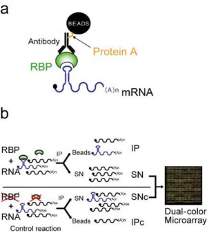 Protein Binding