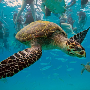 hawksbill-sea-turtle-turtle-underwater-ocean-caribbean-sea-barbados ...