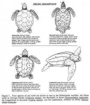Hawksbill Sea Turtle Food Chain