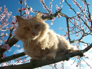 Toto Annoying Cat Croatian...