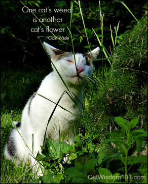 Tag Archives: cat-quotes-garden-weed-flower