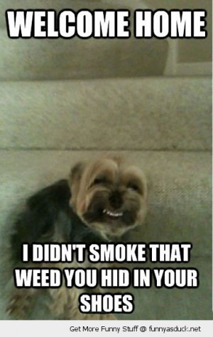 high dog weed shoe stoned animal stairs funny pics pictures pic ...