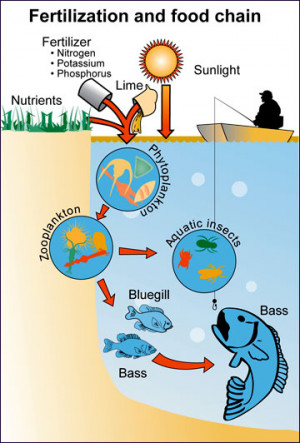 Pond Food Chain Examples for Kids