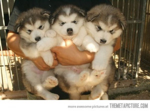 Funny photos funny husky puppy dogs fluffy cute