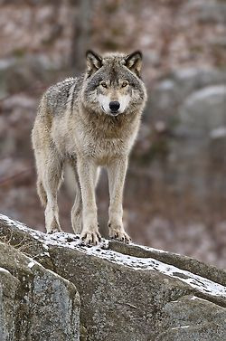 Timber Wolf by Michael Cummings