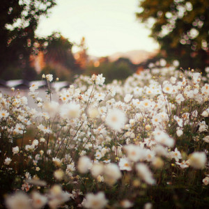 flowers, tumblr