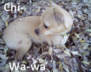 Chihuahua! # Dog Quotes,