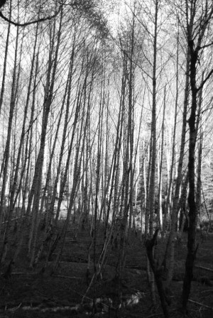 Black And White Birch Stand...