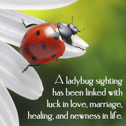 Significance of a ladybug sighting