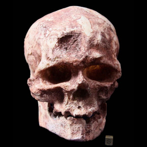PALEOANTROPOLOGIA gt Craneos gt Homo sapiens fossilis cro magnon