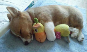 Corgi Puppy Cuddling Stuffed Animal