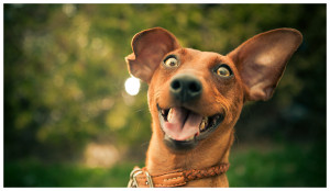 these dogs are proof that for happy dog dont you think laughing happy ...