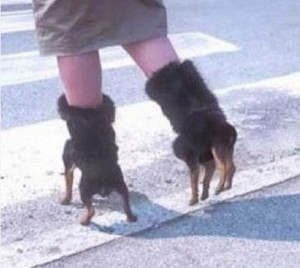 Funny #Rottweiler #shoes