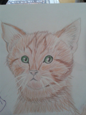 Redtail Silverheart Moonligt