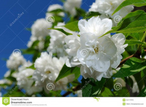 Beautiful white double flowering jasmine flowers growing on a shrub ...