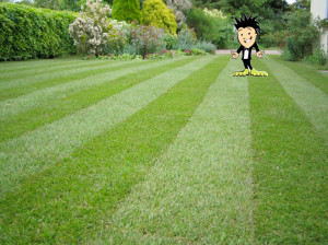 Perfect Cut Lawn Grass