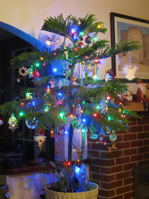 norfolk pine christmas tree