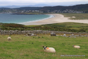 Irish sheep by a Donegal beach
