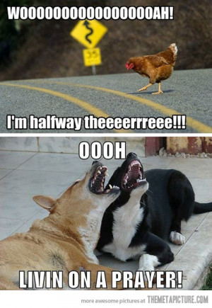 Funny photos funny chicken dogs singing