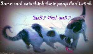 think your shit don’t stink-cool cats-funny-poop