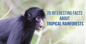 20 Interesting Facts About Tropical Rainforests - http://www.lifedaily ...