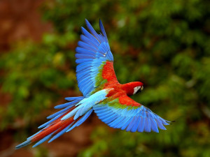Macaw in flight wallpaper