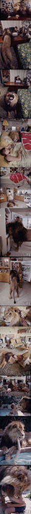 Funny photos funny living with a lion family