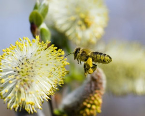 worker bee pollen wallpaper insects images and animal desktop ...