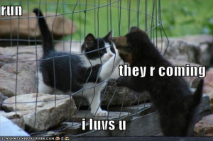 funnycatsgroup2 funny cats 3 kitten funny pictures cute kittens cage