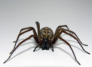10 Creepy, Crazy Spider Facts