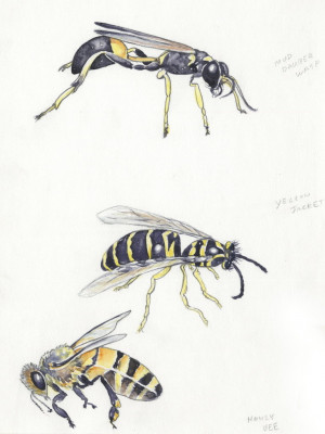 Bees vs Wasps Identification