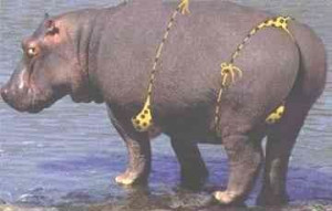 Funny Hippo