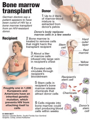 why bone marrow transplantation required bone marrow transplant is to