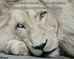 : Lion Quotes And Sayings , Lion Love Black And White , Lion Quotes ...